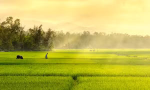 Hương tóc mạ non