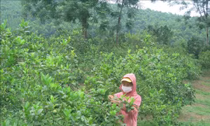 Nâng cao đời sống người dân ở xã vùng xa của Tuyên Quang 