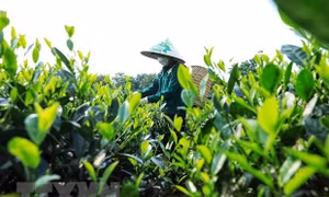 Phú Thọ huy động nguồn lực hỗ trợ vùng dân tộc thiểu số và miền núi
