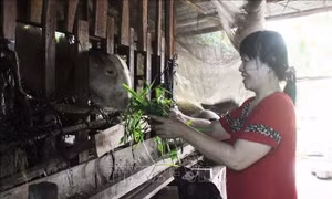 Hậu Giang nỗ lực giải ngân vốn Chương trình mục tiêu Quốc gia