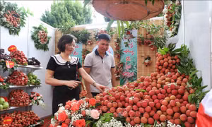 Bắc Giang tiêu thụ vải thiều sớm  