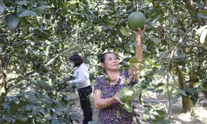 Chính sách đặc thù tạo động lực giúp hai huyện miền núi Khánh Hòa phát triển