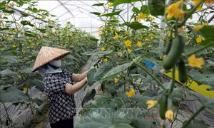 Phấn đấu đến năm 2025 có từ 60% hợp tác xã nông nghiệp hoạt động tốt, khá
