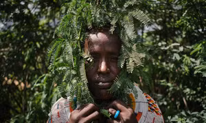 Cây chống sa mạc hóa biến thành hiểm họa sinh thái ở Kenya