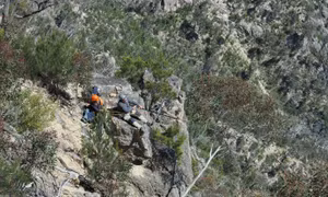 Mạo hiểm đu dây cứu loài bạch đàn quý hiếm ở Australia