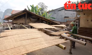 Làng miến dong nức tiếng Cao Bằng tất bật vào vụ Tết