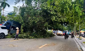 Vừa đi vừa lo những cây xanh nghiêng ngả, chờ đổ sau bão số 3