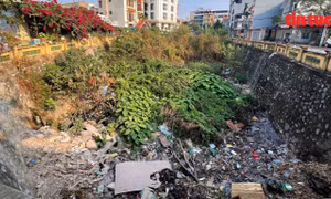 Ao làng rộng 1.500m2 biến thành 'ao rác'