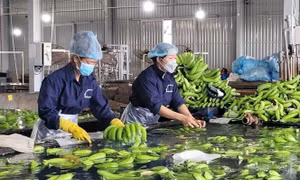 Kiến nghị nhiều giải pháp hỗ trợ doanh nghiệp trong 6 tháng cuối năm 2024