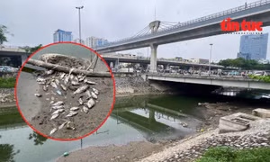 Sông Tô Lịch cạn thấy đáy, xác cá chết bốc mùi