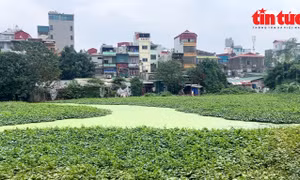 Hà Nội: Hồ Rẻ Quạt nhếch nhác, mòn mỏi chờ dự án cải tạo