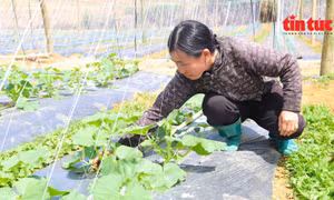 Nông dân Sơn La trồng rau theo mô hình của Nhật, doanh thu tăng tiền tỷ mỗi năm