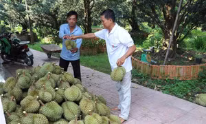 Sầu riêng được mùa, trúng giá, nông dân thu lời tiền tỷ mỗi ha