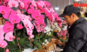 Nghề cả năm chỉ làm một tháng 'hái ra tiền' dịp Tết