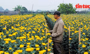 Tết cận kề, người trồng hoa Tây Tựu lo lắng vì được mùa mất giá