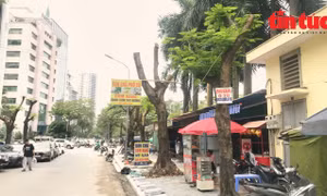 Loạt cây xanh ở Hà Nội bị cắt trơ trụi thành nơi treo biển quảng cáo