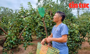 Táo muối Bàng La được mùa, sẵn sàng đón Tết