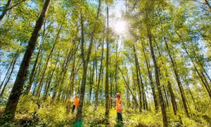 Đẩy mạnh phát triển trồng rừng gỗ lớn