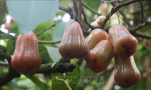 Cần Thơ cân nhắc mở rộng diện tích trồng roi