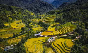 Mùa vàng óng ánh trên cánh đồng bậc thang Huổi Thanh