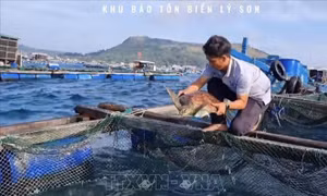 Cứu hộ thành công cá thể rùa biển quý, hiếm bị thương do mắc lưới