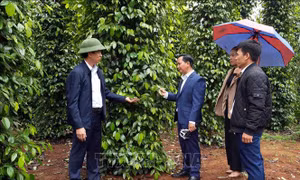 Liên kết sản xuất nông nghiệp bền vững - Bài cuối: Kinh tế tập thể - 'cầu nối' trong chuỗi giá trị