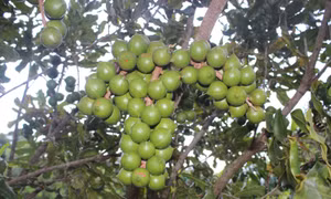 Thủ tướng Phạm Minh Chính: Cần biến núi rừng Tây Bắc trùng điệp thành của cải vật chất