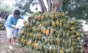 Xây dựng thương hiệu và chỉ dẫn địa lý cho cây dứa vươn xa