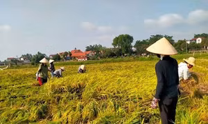 Khuyến cáo nông dân tăng kiểm tra đồng ruộng, phòng trừ sâu bệnh hại lúa