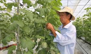 Ứng dụng công nghệ nâng cao năng suất, chất lượng nông sản