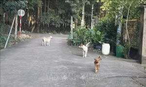 Thả rông chó và nguy cơ bệnh dại: Cảnh báo từ thực tiễn