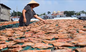 Làng nghề cá khô giải quyết việc làm cho hàng trăm lao động vùng biển