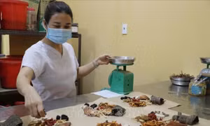Phát triển y học cổ truyền theo hướng hiện đại: Kế thừa tinh hoa Đông y trên nền tảng khoa học công nghệ hiện đại