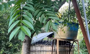 Điều tra nguyên nhân 2 người tử vong trong trang trại nuôi vịt