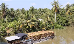Giá dừa khô giảm sâu