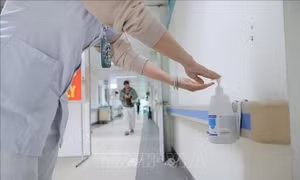 Giám sát chặt chẽ nguồn lây bệnh do virus Nipah ngay từ cửa khẩu, sân bay, cảng biển