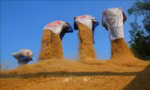 Vòng đời hạt lúa Đồng bằng sông Cửu Long