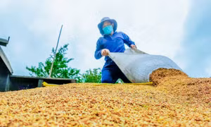 Thị trường nông sản tuần qua: Giá lúa đi ngang
