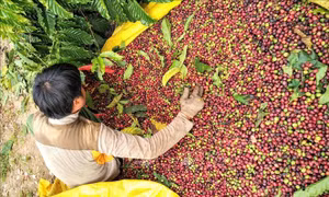 Nỗi lo thiếu nhân công thu hái cà phê