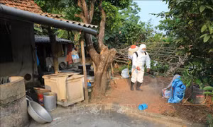 Huyện Phong Điền (Thừa Thiên - Huế) công bố hết dịch tả lợn châu Phi
