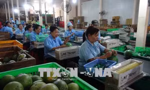 Nâng cao chuỗi giá trị trái cây đặc sản - Bài 1: Liên kết sản xuất là khâu quan trọng