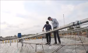 Nuôi tôm thâm canh cho lợi nhuận cao gấp từ 7 - 10 lần 