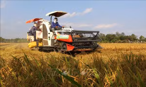 Trên 22 tỷ đồng hỗ trợ chuyển đổi chuỗi giá trị lúa gạo