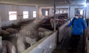 Quyết liệt triển khai các biện pháp phòng, chống dịch tả lợn châu Phi