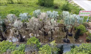 Vườn cây cảnh bị 'đầu độc', thiệt hại hàng tỷ đồng