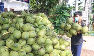 Nắng nóng kéo dài, giá dừa tươi tăng gần gấp 3 lần