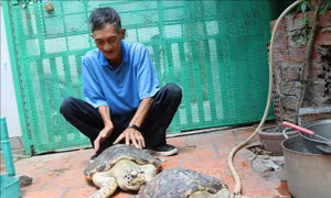 Thả về biển hai con đồi mồi cực kỳ quý hiếm