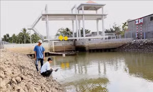 Mặn xâm nhập các sông Vàm Cỏ, Cửu Long có xu thế tăng cao từ 27-31/3