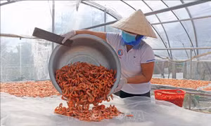 Gần Tết, giá đặc sản tôm khô Cà Mau tăng kỷ lục