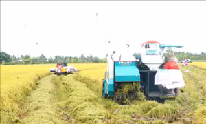 Tín hiệu vui từ vụ lúa chất lượng cao đầu tiên ở Cần Thơ